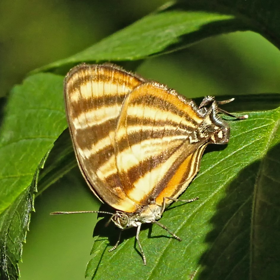 Stripestreak IMG_4174 (944x944).jpg